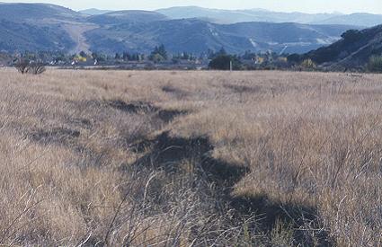 The Moorpark property is full of interest; the first green will be near the stake.