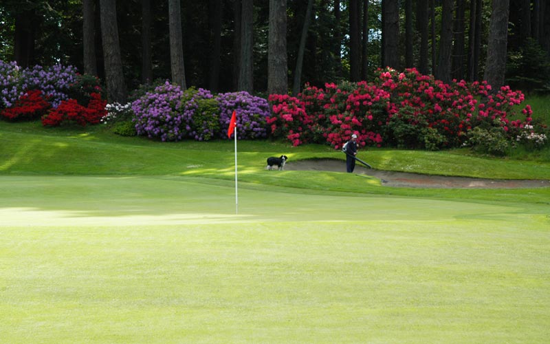 The eleventh green (with Murphy).