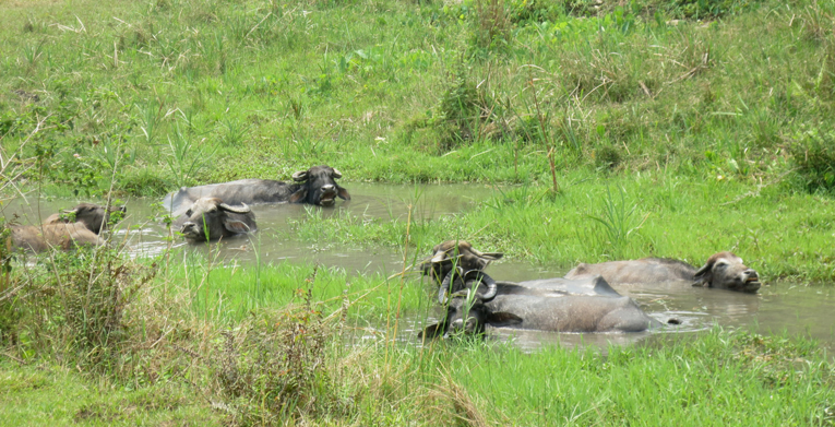  Not your typical parkland course: A pushed tee shot on the 13th may find water buffalo.